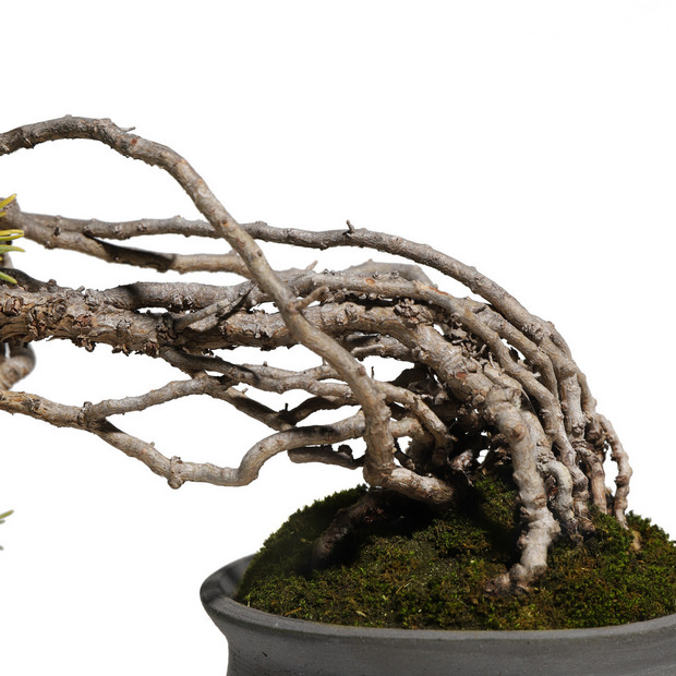 五葉松　-Japanese white pine-　（推定樹齢25年） 詳細画像